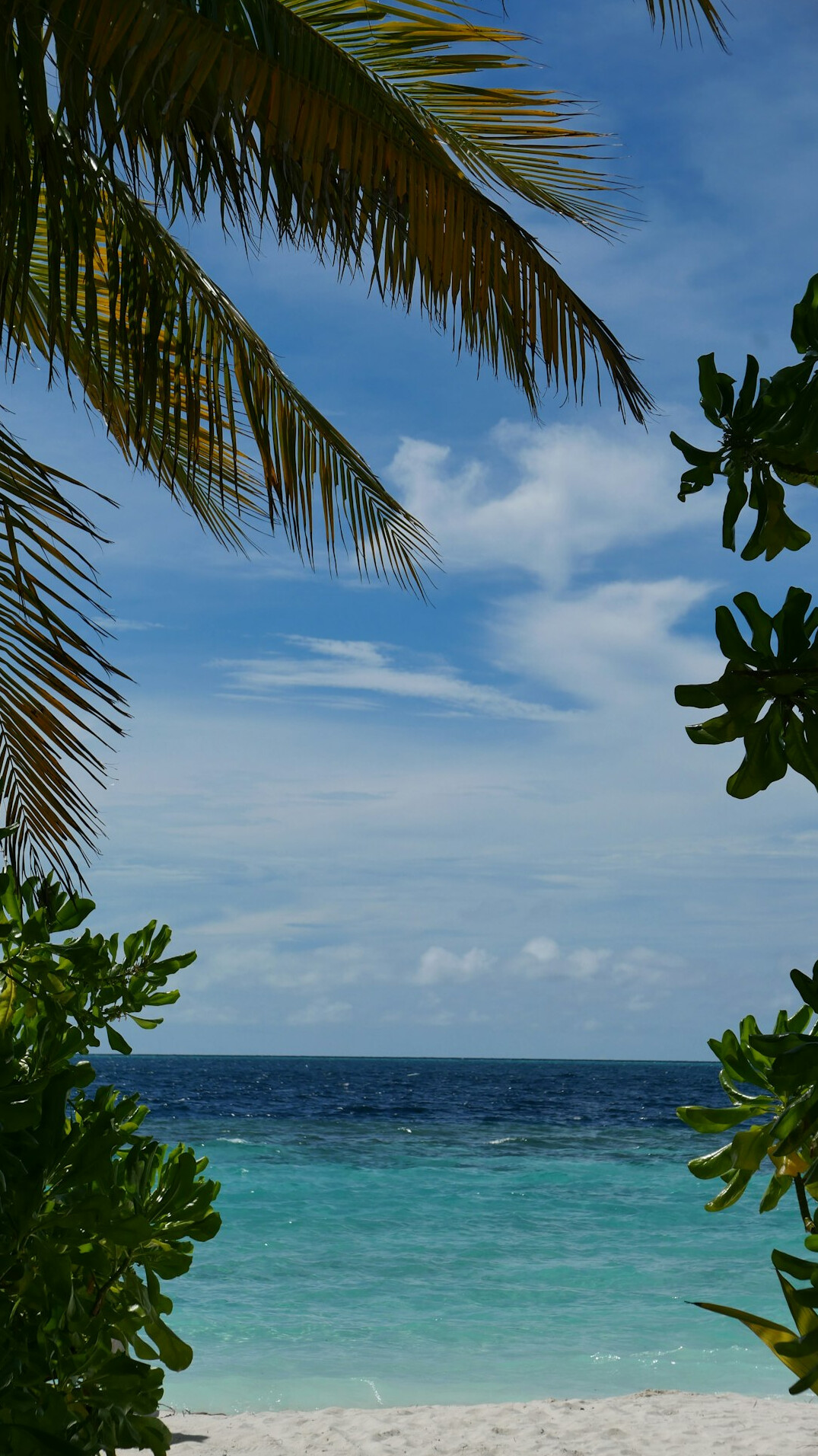 Tropical beach with turquoise water and palm trees